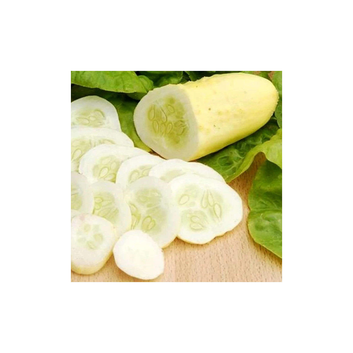 Okurka polní White Wonder - Cucumis sativus - osivo okurky - 5 ks