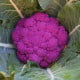 Květák Purpurina F1 - Brassica oleracea - osivo květáku - 10 ks