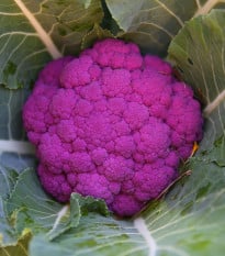Květák Purpurina F1 - Brassica oleracea - osivo květáku - 10 ks