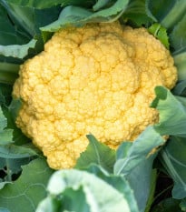 Květák Lisboa F1 - Brassica oleracea - osivo květáku - 10 ks