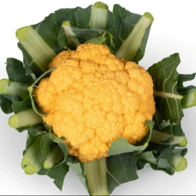 Květák Lisboa F1 - Brassica oleracea - osivo květáku - 10 ks