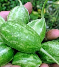 Okurka Liso Calcuta - Cucumis anguria - osivo okurky - 12 ks