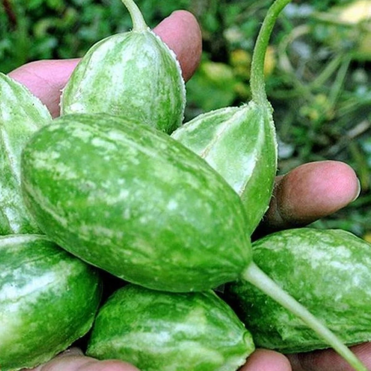 Okurka Liso Calcuta - Cucumis anguria - osivo okurky - 12 ks