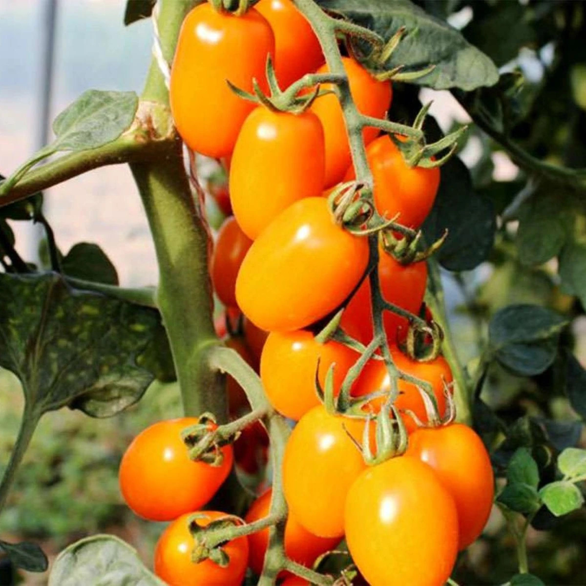 Rajče tyčkové Dattorange F1 - Solanum lycopersicum - osivo rajčete - 6 ks