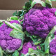 Květák Di Sicilia Violetto - Brassica oleracea - osivo květáku - 30 ks