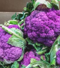 Květák Di Sicilia Violetto - Brassica oleracea - osivo květáku - 30 ks