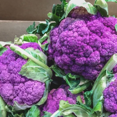 Květák Di Sicilia Violetto - Brassica oleracea - osivo květáku - 30 ks