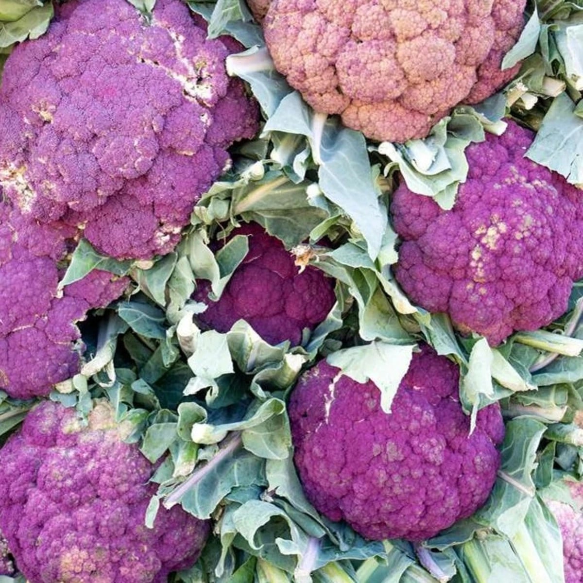 Květák Di Sicilia Violetto - Brassica oleracea - osivo květáku - 30 ks