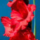 Gladiol Oscar - Gladiolus - hlízy gladiol - 3 ks