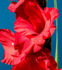 Gladiol Oscar - Gladiolus - hlízy gladiol - 3 ks