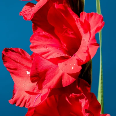 Gladiol Oscar - Gladiolus - hlízy gladiol - 3 ks