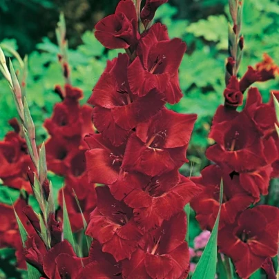 Gladiol Oscar - Gladiolus - hlízy gladiol - 3 ks