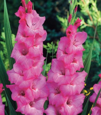 Gladiol Fidelio - Gladiolus - hlízy gladiol - 3 ks