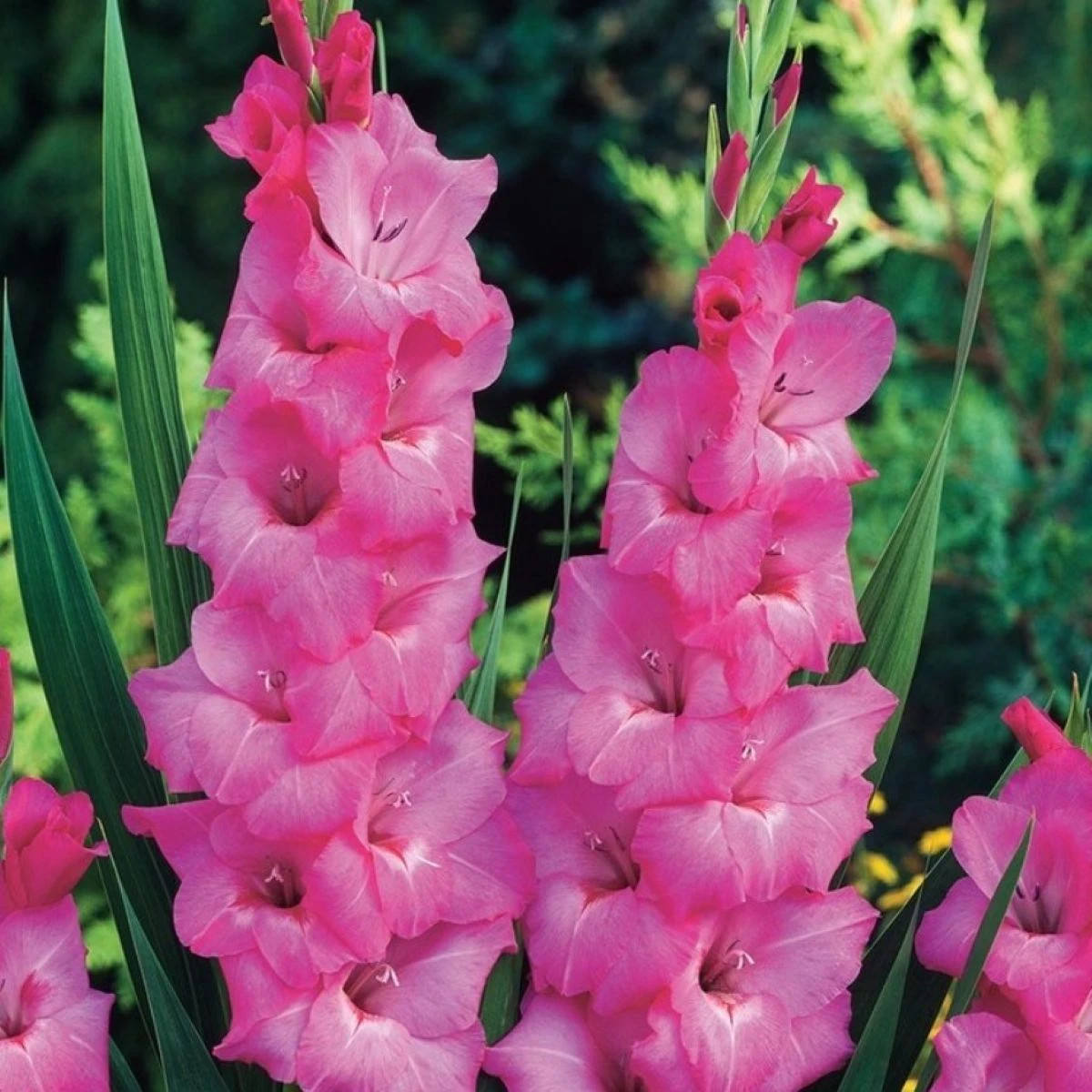 Gladiol Fidelio - Gladiolus - hlízy gladiol - 3 ks