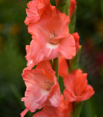 Gladiol Salmon Star - Gladiolus - hlízy gladiol - 3 ks