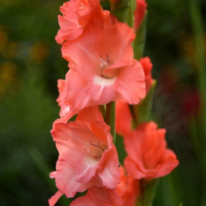 Gladiol Salmon Star - Gladiolus - hlízy gladiol - 3 ks