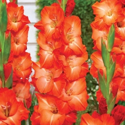 Gladiol Salmon Star - Gladiolus - hlízy gladiol - 3 ks