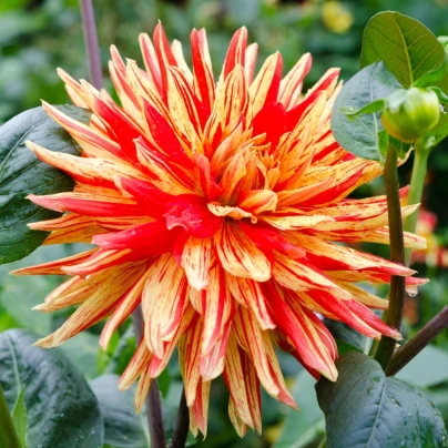 Jiřinka Striped Vulcan - Dahlia - hlízy jiřinek - 1 ks
