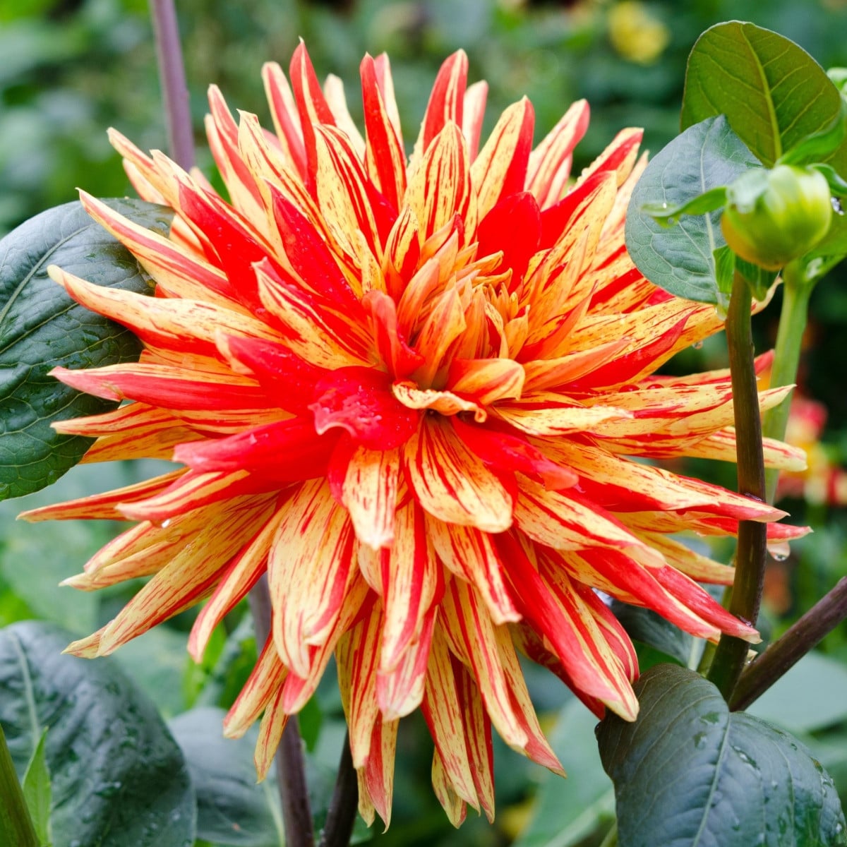Jiřinka Striped Vulcan - Dahlia - hlízy jiřinek - 1 ks