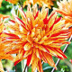 Jiřinka Striped Vulcan - Dahlia - hlízy jiřinek - 1 ks