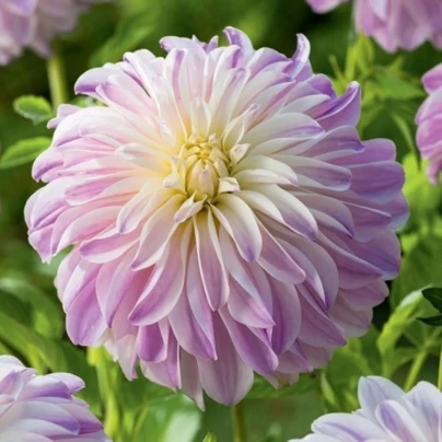Jiřinka Time For All - Dahlia - hlízy jiřinek - 1 ks