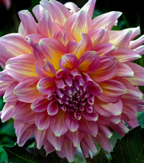 Jiřinka Strawberry Ice - Dahlia - hlízy jiřinek - 1 ks