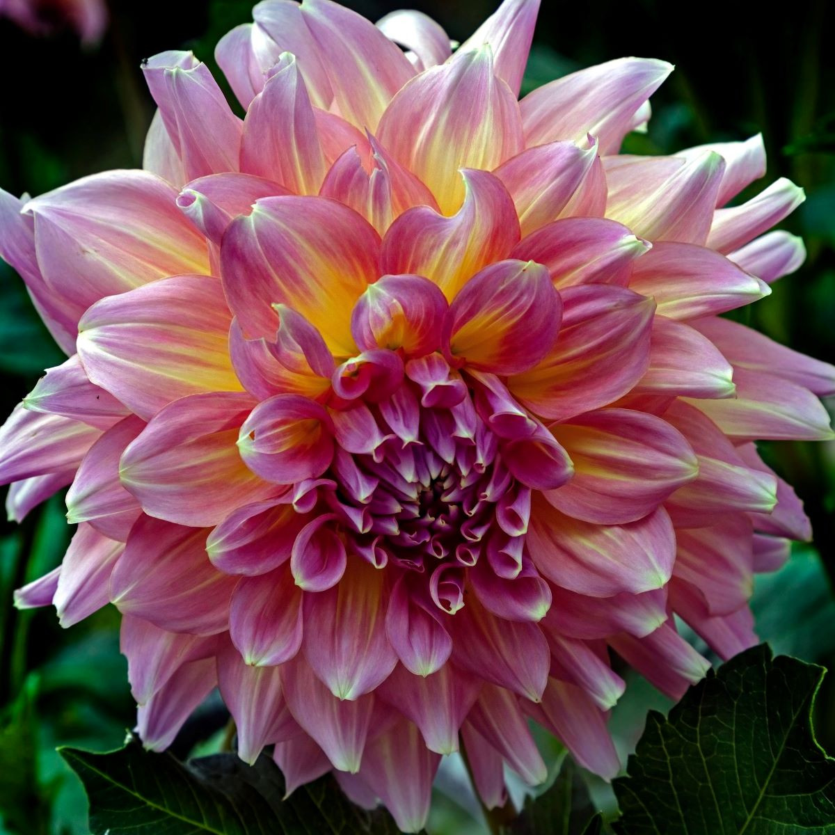 Jiřinka Strawberry Ice - Dahlia - hlízy jiřinek - 1 ks