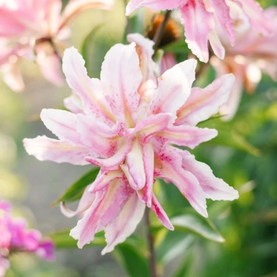 Lilie Broken Heart - Lilium - cibule lilií - 1 ks