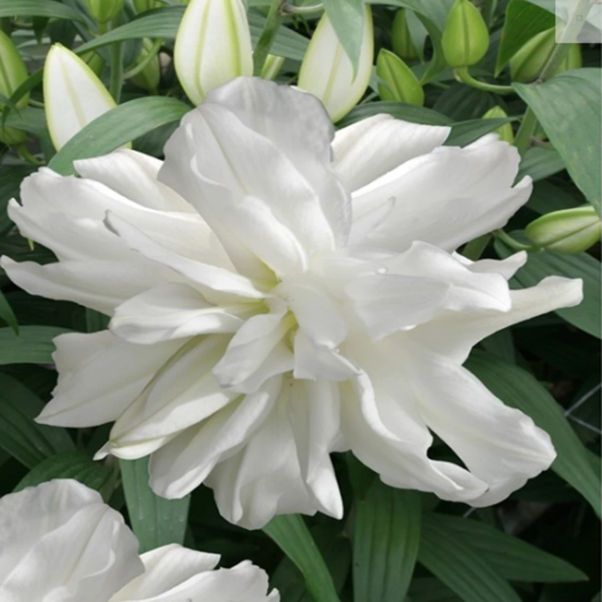 Lilie Lotus Ice - Lilium - cibule lilií - 1 ks
