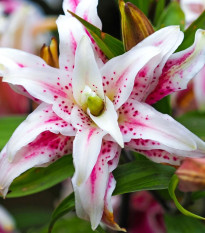 Lilie Magic Star - Lilium - cibule lilií - 1 ks