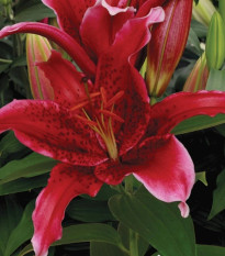 Lilie Red Flash - Lilium - cibule lilií - 1 ks