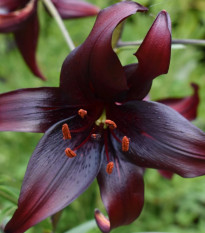 Lilie Landini - Lilium - cibule lilií - 1 ks