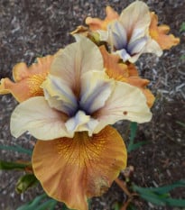 Kosatec sibiřský Orange Grooves - Iris sibirica - hlízy kosatců - 1 ks
