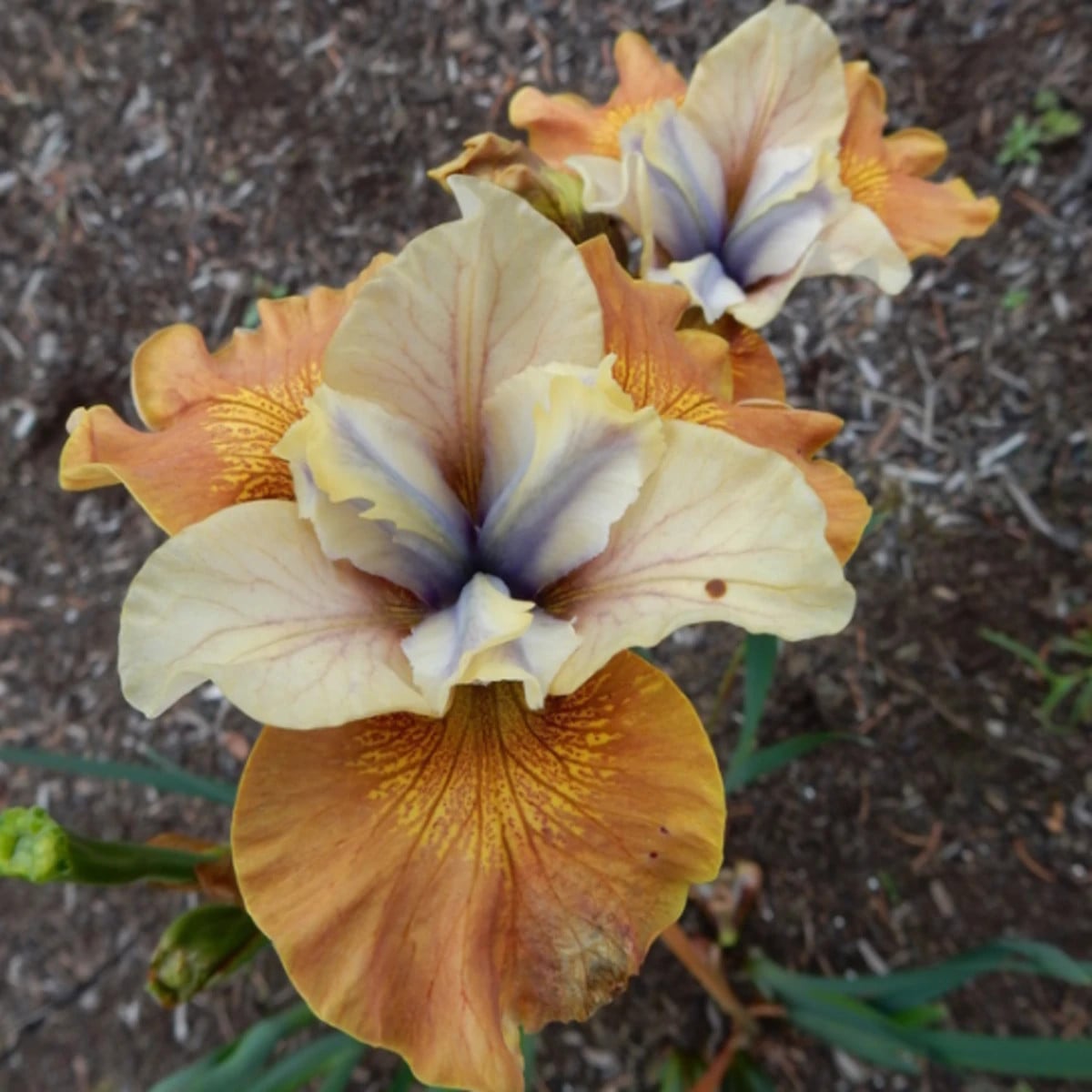 Kosatec sibiřský Orange Grooves - Iris sibirica - hlízy kosatců - 1 ks