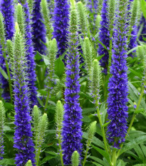 Rozrazil klasnatý - Veronica spicata - hlízy rozrazilu - 1 ks