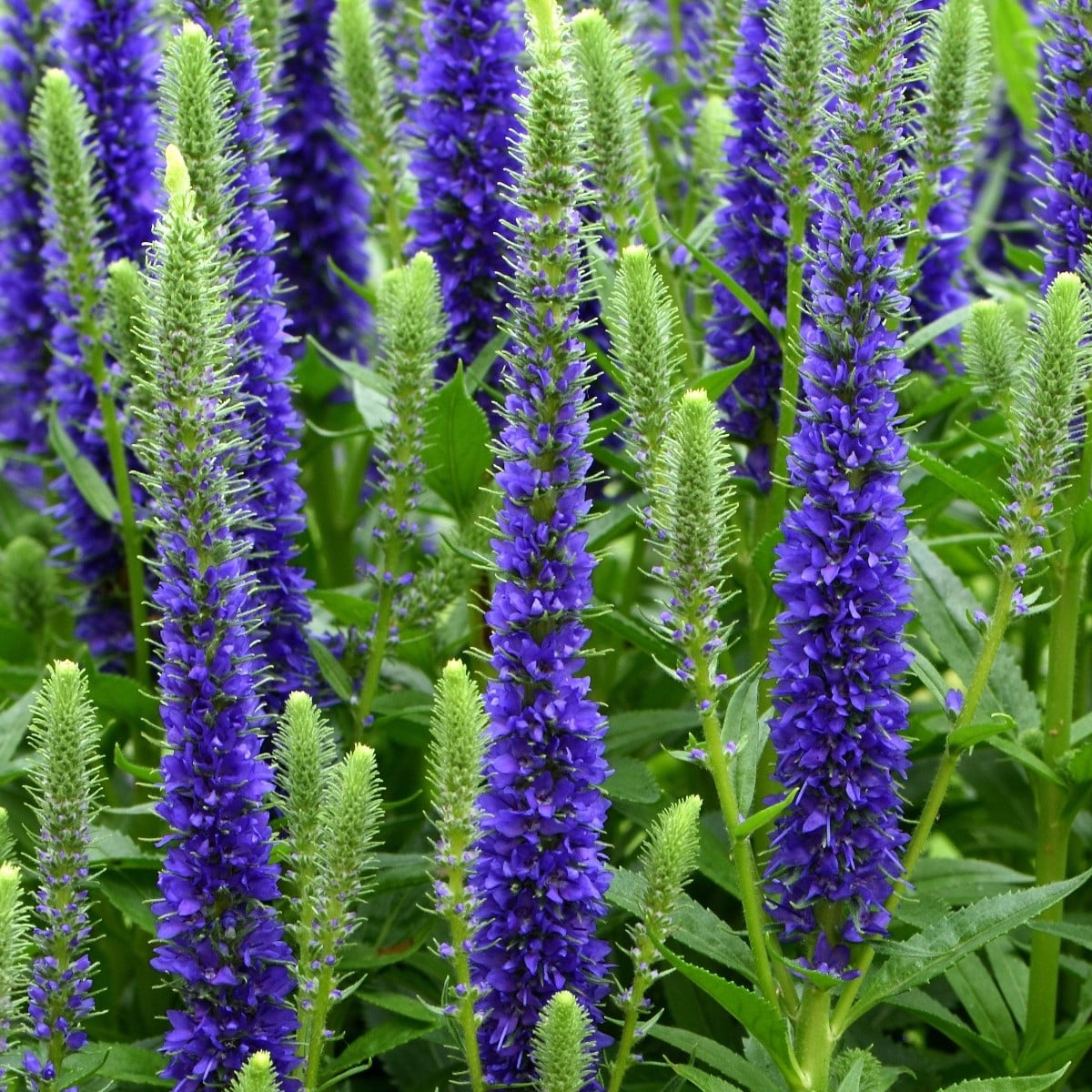 Rozrazil klasnatý - Veronica spicata - hlízy rozrazilu - 1 ks