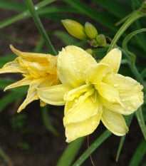 Denivka River Wye - Hemerocallis - hlízy denivky - 1 ks