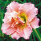 Denivka Double Dream – Hemerocallis – hlízy denivky