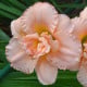 Denivka Double Dream - Hemerocallis - hlízy denivky - 1 ks