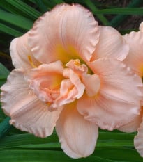 Denivka Double Dream - Hemerocallis - hlízy denivky - 1 ks