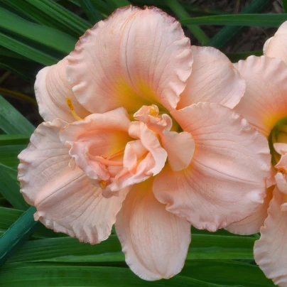 Denivka Double Dream - Hemerocallis - hlízy denivky - 1 ks