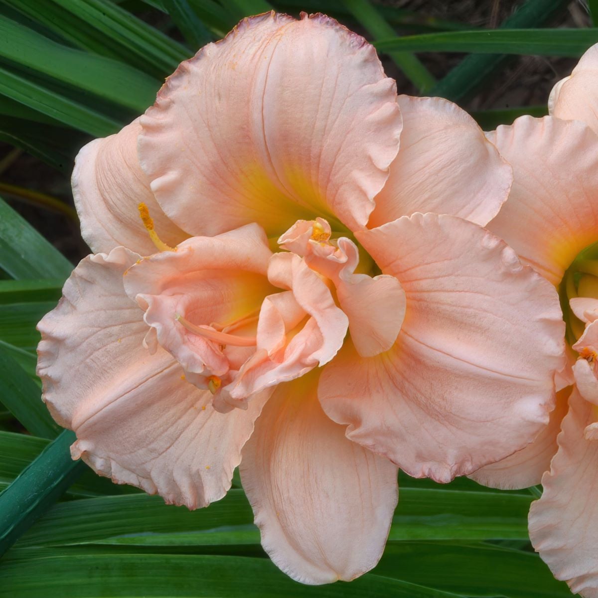 Denivka Double Dream - Hemerocallis - hlízy denivky - 1 ks