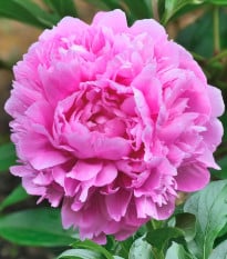 Pivoňka Sarah Bernhardt - Paeonia lactiflora - hlízy pivoňky - 1 ks
