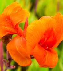 Dosna Jivago - Canna - hlízy dosny - 1 ks