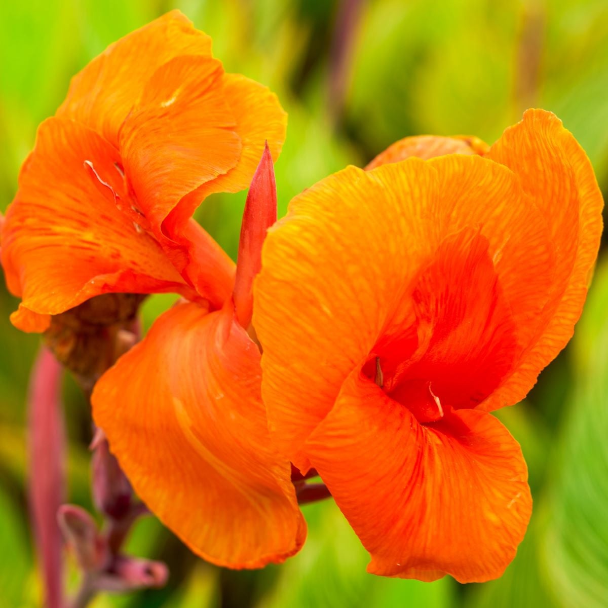 Dosna Jivago - Canna - hlízy dosny - 1 ks