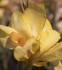 Dosna Angel Martin - Canna - hlízy dosny - 1 ks