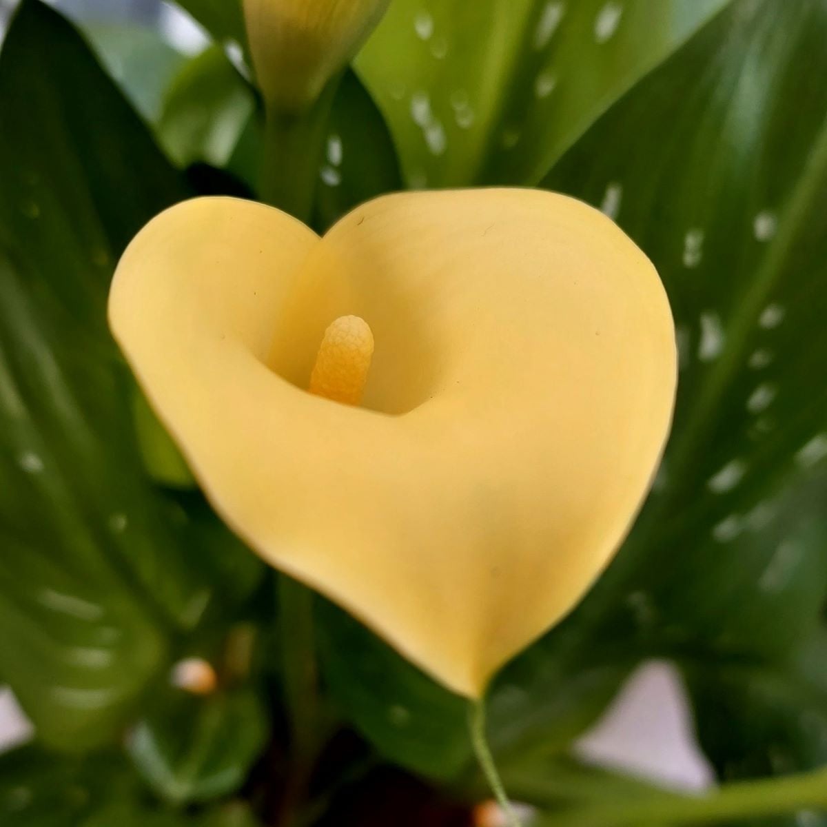 Kala Albomaculata - Zantedeschia - hlízy kaly - 1 ks