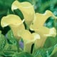 Kala Albomaculata - Zantedeschia - hlízy kaly - 1 ks