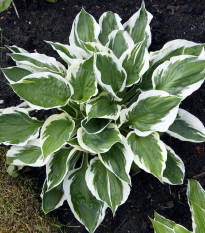 Funkie - Hosta Patriot - hlízy hosty - 1 ks