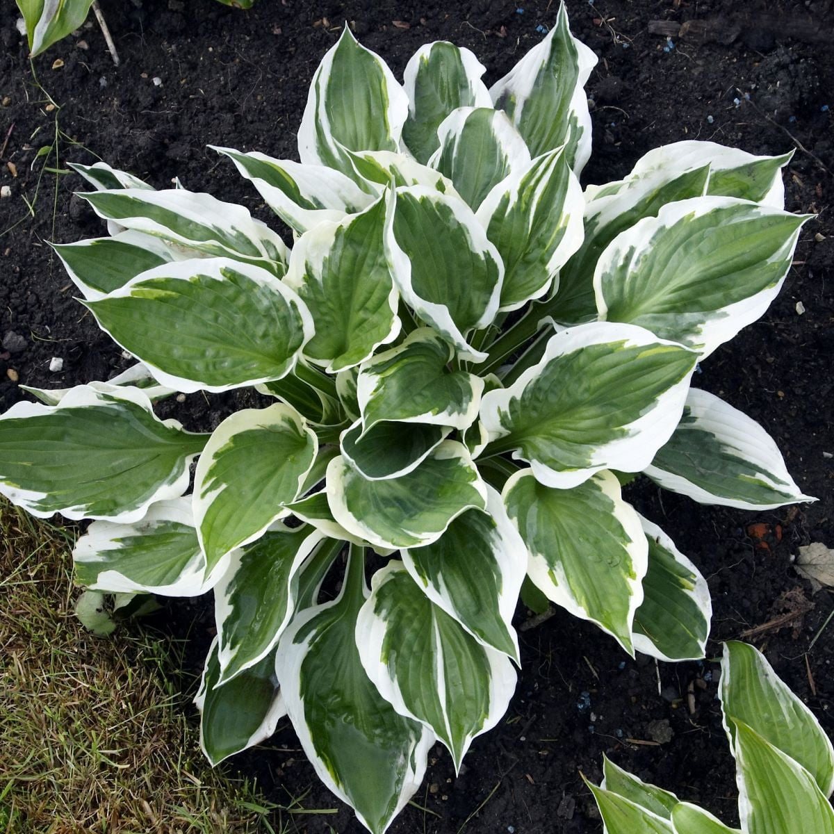 Funkie - Hosta Patriot - hlízy hosty - 1 ks